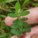 Hypericum pulchrum L.Hypericum pulchrum L.