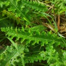 Cirsium filipendulum LangeCirsium filipendulum Lange