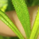 Galium aparine L.Galium aparine L.