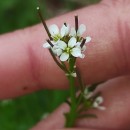 Cardamine hirsuta L.Cardamine hirsuta L.