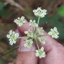 Silphiodaucus prutenicus (L.) Spalik, Wojew., Banasiak, Piwczyñski & Reduron subsp. dufourianus (Rouy & E.G.Camus) ReduronSilphiodaucus prutenicus (L.) Spalik, Wojew., Banasiak, Piwczyñski & Reduron subsp. dufourianus (Rouy & E.G.Camus) Reduron