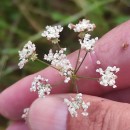 Trocdaris verticillatum (L.) Raf.Trocdaris verticillatum (L.) Raf.