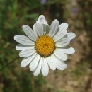 Leucanthemum pseudosylvaticum (Vogt) Vogt & Oberpr.Leucanthemum pseudosylvaticum (Vogt) Vogt & Oberpr.