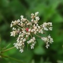 Daucus carota  L.Daucus carota  L.