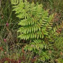 Osmunda regalis L.Osmunda regalis L.