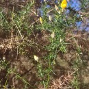 Ulex europaeus L. subsp. latebracteatus (Mariz) Rothm.Ulex europaeus L. subsp. latebracteatus (Mariz) Rothm.