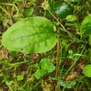 Plantago major  L.Plantago major  L.