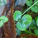 Potentilla sterilis (L.) GarckePotentilla sterilis (L.) Garcke