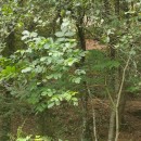 Juglans regia L.Juglans regia L.