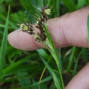 Luzula multiflora (Ehrh.) Lej.Luzula multiflora (Ehrh.) Lej.