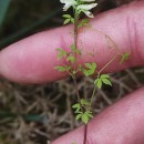 Ceratocapnos claviculata (L.) LidénCeratocapnos claviculata (L.) Lidén