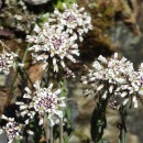 Noccaea caerulescens (J.Presl & C.Presl)F.K. Mey.Noccaea caerulescens (J.Presl & C.Presl)F.K. Mey.