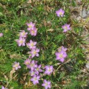 Spergularia rubra (L.) J. & C. PreslSpergularia rubra (L.) J. & C. Presl