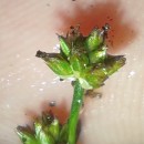 Juncus acutiflorus Ehrh. ex Hoffm.Juncus acutiflorus Ehrh. ex Hoffm.