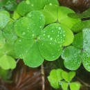 Oxalis acetosella L.Oxalis acetosella L.