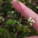 Ceratocapnos claviculata (L.) LidénCeratocapnos claviculata (L.) Lidén