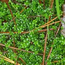 Galium saxatile L.Galium saxatile L.