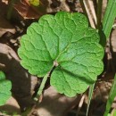 Glechoma hederacea L.Glechoma hederacea L.