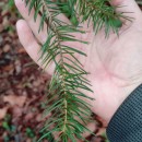 Pseudotsuga menziesii (Mirb.) FrancoPseudotsuga menziesii (Mirb.) Franco