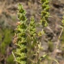 Bartsia trixago L.Bartsia trixago L.