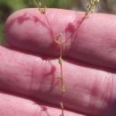 Radiola linoides RothRadiola linoides Roth