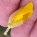 Ulex europaeus L. subsp. latebracteatus (Mariz) Rothm.Ulex europaeus L. subsp. latebracteatus (Mariz) Rothm.