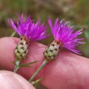Centaurea gallaecica (M. Laínz) Arnelas & DevesaCentaurea gallaecica (M. Laínz) Arnelas & Devesa