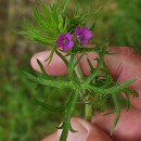 Geranium dissectum L.Geranium dissectum L.