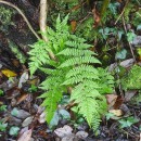 Athyrium filix-femina (L.) RothAthyrium filix-femina (L.) Roth