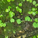 Sibthorpia europaea L.Sibthorpia europaea L.
