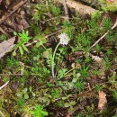 Teesdalia nudicaulis (L.) R. Br.Teesdalia nudicaulis (L.) R. Br.