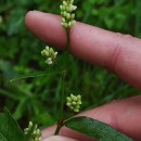 Persicaria maculosa GrayPersicaria maculosa Gray