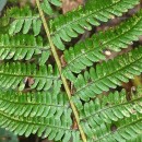 Dryopteris affinis - Grupo (Lowe) Fraser-JenkinsDryopteris affinis - Grupo (Lowe) Fraser-Jenkins