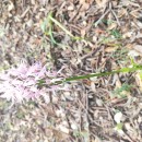 Orchis italica Poir.Orchis italica Poir.