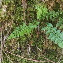 Asplenium obovatum Viv. subsp. billotii (F.W.Schultz) O.Bolòs, Vigo, Masalles & NinotAsplenium obovatum Viv. subsp. billotii (F.W.Schultz) O.Bolòs, Vigo, Masalles & Ninot