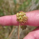 Sanguisorba minor Scop. (Bourg. ex Nyman) Muñoz Garm. & C.NavarroSanguisorba minor Scop. (Bourg. ex Nyman) Muñoz Garm. & C.Navarro