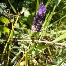 Lavandula stoechas L.Lavandula stoechas L.