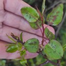 Pyrus cordata Desv.Pyrus cordata Desv.