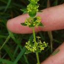 Cruciata glabra (L.) Ehrend. subsp. hirticaulis (Beck) Natali & JeanmCruciata glabra (L.) Ehrend. subsp. hirticaulis (Beck) Natali & Jeanm