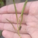 Potamogeton pusillus L.Potamogeton pusillus L.