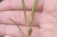 Potamogeton pusillus L.Potamogeton pusillus L.