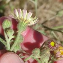 Andryala integrifolia L.Andryala integrifolia L.