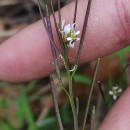 Cardamine hirsuta L.Cardamine hirsuta L.