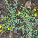 Hypericum humifusum L.Hypericum humifusum L.