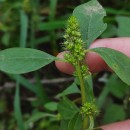 Amaranthus hybridus L.Amaranthus hybridus L.