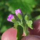 Geranium molle L.Geranium molle L.