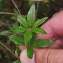 Rubia peregrina L.Rubia peregrina L.