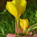 Oenothera glazioviana MicheliOenothera glazioviana Micheli