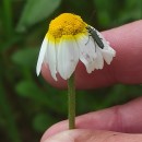 Cladanthus mixtus (L.) Chevall.Cladanthus mixtus (L.) Chevall.