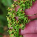 Rumex obtusifolius L.Rumex obtusifolius L.